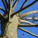Tilia Tomentosa - 2