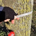 Tilia Tomentosa - 3