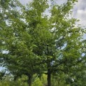 Sycoparrotia semidecidua - 2