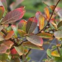 Lagerstroemia indica 'Benoit' - impressie herfstverkleuring