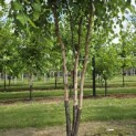 Betula nigra - 2