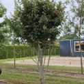 Parrotia persica 'Vanessa' - Foto 1