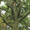 Fagus sylvatica - Foto 4