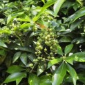 Pieris japonica - Foto 5