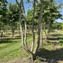 Parrotia persica - 1