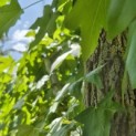 Liquidambar styraciflua - 5
