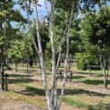 Betula utilis 'Doorenbos' - 2