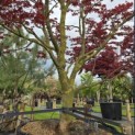 Acer palmatum 'Bloodgood' - 1