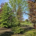 Carpinus betulus - 2