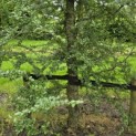 Nothofagus Antarctica - 5