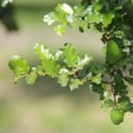 Nothofagus Antarctica - 3