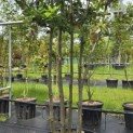 Quercus ilex - 8