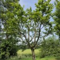 Carpinus betulus - 3