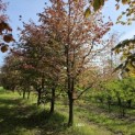 Fagus sylvatica 'Atropunicea' - 6
