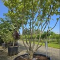 Cornus kousa 'Milky Way' - Foto 2