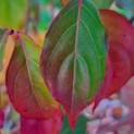 Cornus kousa 'Milky Way' - Foto 1