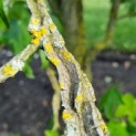 Liquidambar styraciflua - Afbeelding 3
