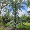 Cedrus libani 'Glauca' - 8