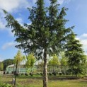 Taxus baccata dovastoniana 'Aurea Pendula' - 5