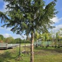 Taxus baccata dovastoniana 'Aurea Pendula' - 4