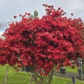 Rododendron Azalea 'Stewartstonian' - 8