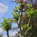 Platanus x Hispanica - 1