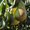 Pyrus communis 'Conference' - Foto 3