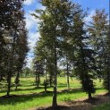 Fagus sylvatica 'Atropunicea' - 4