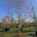 Magnolia 'Galaxy' - 1