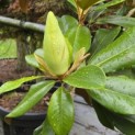 Magnolia grandiflora 'Galissonnière' - 8