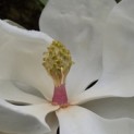 Magnolia grandiflora 'Galissonnière' - 7