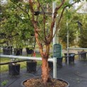 Acer griseum - 1