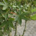 Acer palmatum 'Ueno Yama' - Foto 5