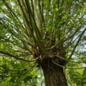 Salix Alba - Foto 1