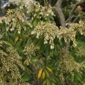 Pieris japonica 'Forest Flame' - 1