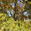 Acer palmatum - Foto 5