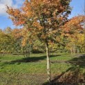Acer palmatum - Foto 6