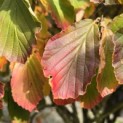 Hamamelis x intermedia 'Arnold Promise' - 2