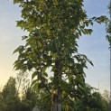 Prunus 'Sunset Boulevard' - Foto 3