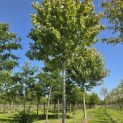 Acer x freemani 'Autumn Blaze' - Foto 2