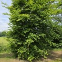 Carpinus betulus - 2