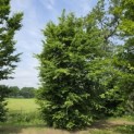 Carpinus betulus - 1 juni 2026