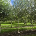 Betula utilis 'Jacquemontii' (Doorenbos) - 1