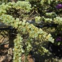 Cedrus libani 'Glauca' - 3