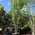 Acer x freemanii 'Autumn Blaze' - Foto 2
