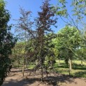 Fagus sylvatica 'Riversii' - 1