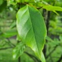 Sycoparrotia semidecidua - Afbeelding 6