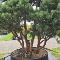 Pinus sylvestris 'Watereri' - 5