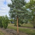Pinus sylvestris 'Glauca' - 8
