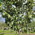 Pyrus c. 'Conference' - Foto 4